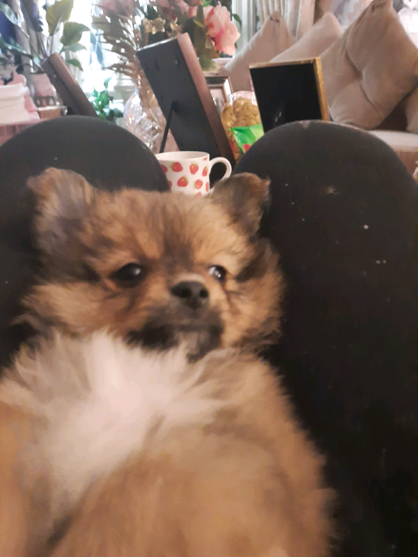 gumtree pomeranian puppies